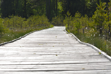 Wooden footbridge