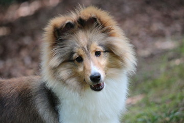 Summer Sheltie