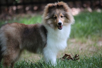 Summer Sheltie