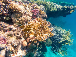 Korallenriff unterwasser
