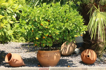 Mediterranean garden, Mediterraner Garten mit Orangenbäumchen und dekorativen Terrakottagefäßen