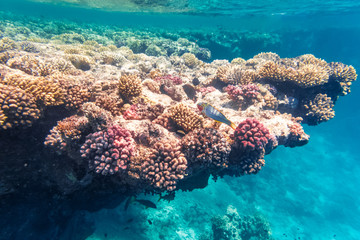 Naklejka na ściany i meble leuchtendes Korallenriff im Roten Meer