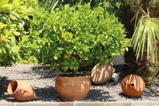 Mediterranean garden, Mediterraner Garten mit Orangenb&auml;umchen und dekorativen Terrakottagef&auml;&szlig;en