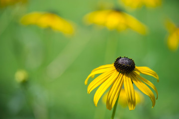 Black eyed susan- rudbeckia flower on green natural background.