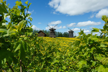 Fototapeta na wymiar Field of dandelions and windmills