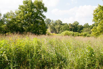 Green open space with mature trees on a sunny day with light clouds at Stroud Preserve