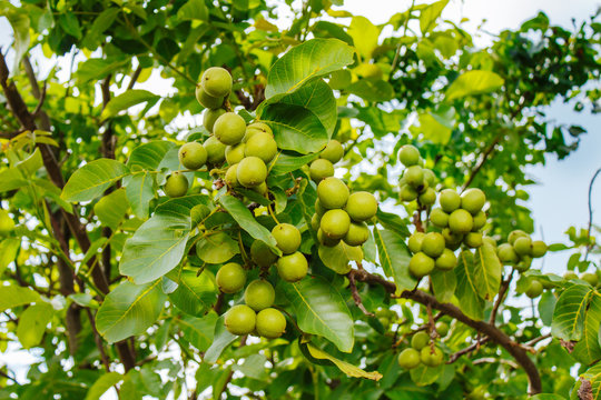 Nut tree with fruits