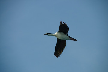 Obraz premium South Georgian Imperial Shags