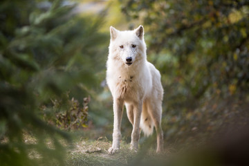 Arctic Wolf Looking at the Camera