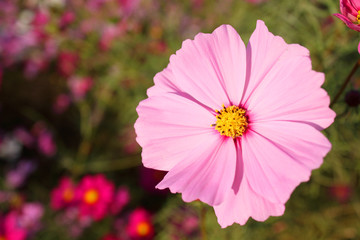 コスモス