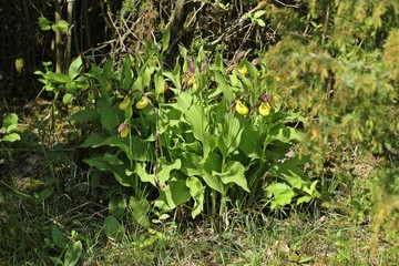 Gelber Frauenschuh (Cypripedium calceolus) 
