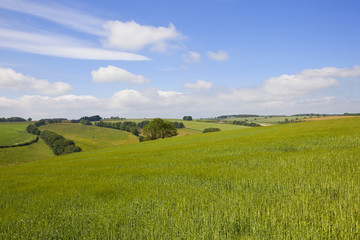 Fototapeta premium yorkshire wolds barley