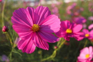 Obraz premium ピンクのコスモス