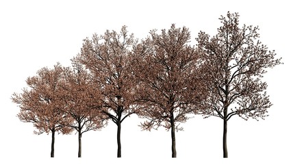 Trees in a row isolated on white 3d illustration