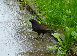 Photo of a male blackbird on the wet sidewalk