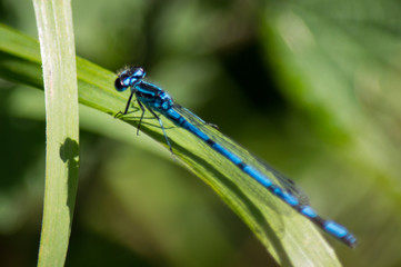 Damselfly on large blade of grass