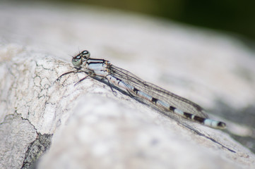 Damselfly on lichen-covered rock