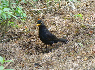 Fototapeta premium Photo of a male blackbird looking for food