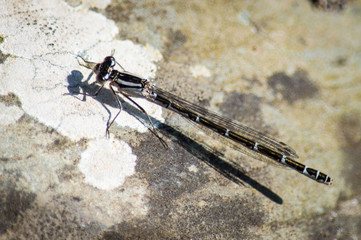 Damselfly on rock with some lichen