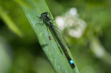 Damselfy on grass with small beetle