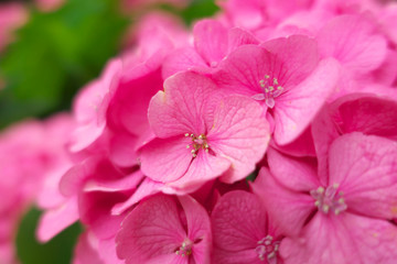 Fototapeta na wymiar Pink hydrangea