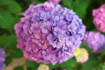 Purple hydrangea
