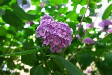 Purple hydrangea
