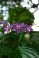 Pink hydrangea