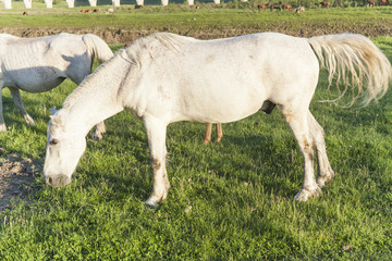 Obraz na płótnie Canvas white horse in green meadow