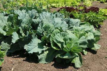 Cabbage in Vegetable Garden, further back Salad plants, Kohl im Gemüsegarten, dahinter Salatpflanzen

