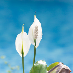 The Peace Lily flower, Guatemala (spathiphyllum)