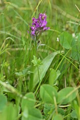 Breitblättriges Knabenkraut (Dactylorhiza majalis) am Meissner 
