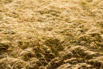 field in the afternoon