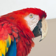 Scarlet Macaw (Ara Macoa) with selective focus, Guatemala.jpg