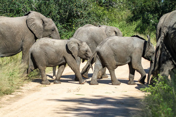 Elefanten Herde mit Jungen im Krüger National Park Südafrika