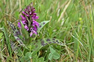 Breitblättriges Knabenkraut (Dactylorhiza majalis) am Meissner    © Schmutzler-Schaub