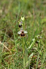 Hummel-Ragwurz (Ophrys holoserica) 