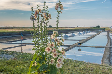 Bouquet de trémières
