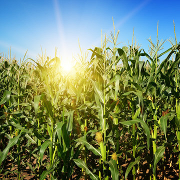 Ripe corn stalks on field.