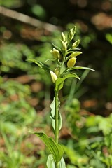 Weißes Waldvöglein (Cephalanthera damasonium) 

