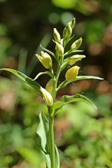 Weißes Waldvöglein (Cephalanthera damasonium) 

