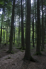 Spruce forest