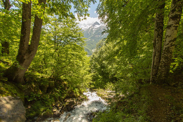 Fototapeta na wymiar A mountain stream flowing in a beautiful area