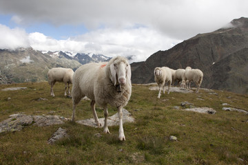 Obraz premium Mountain sheeps