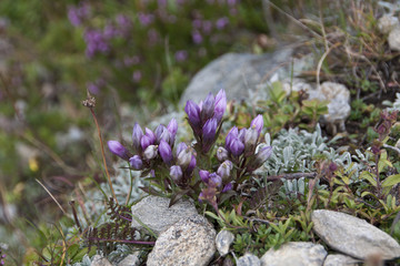 Mountain flowers
