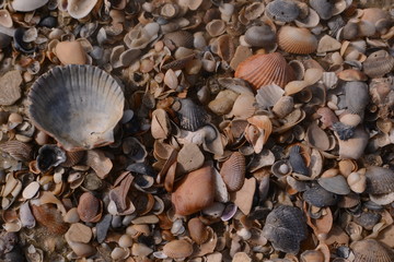 Hundreds of sea shells on sandy beach beach, macro