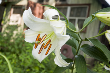 White lily is blooming in the garden. summer flowers