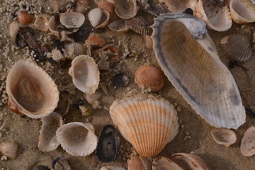 Several sea shells on sandy beach, macro