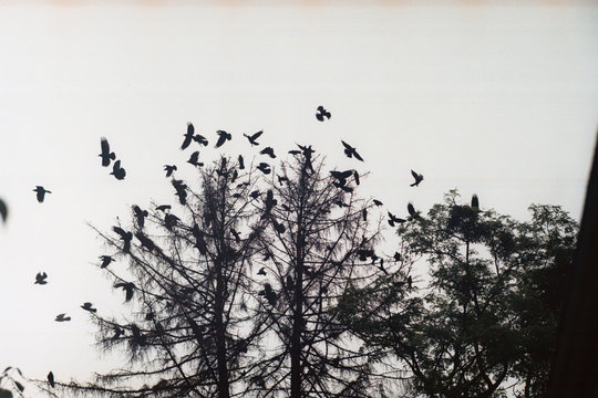 Ravens silhouettes