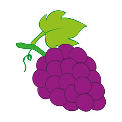 Grapes vector